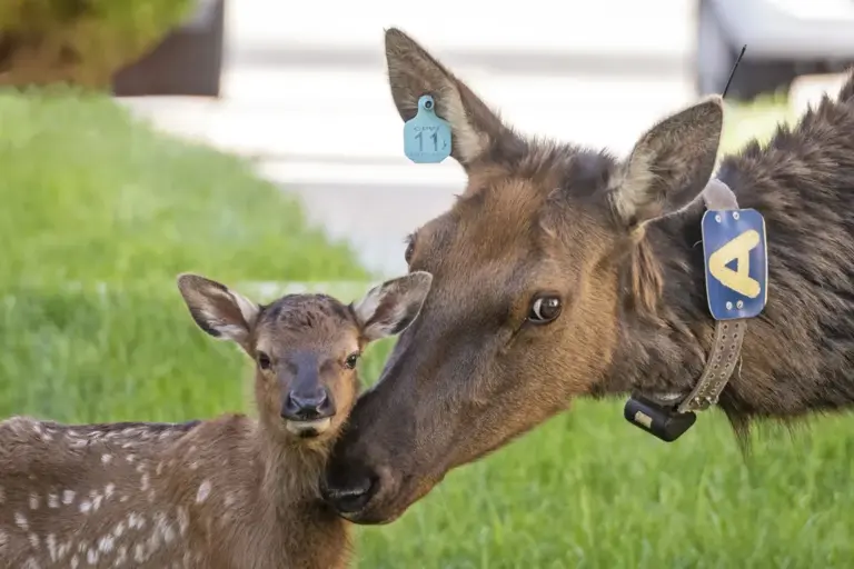 Aggressive elk chased mother and daughter near Rocky Mountain National Park trail