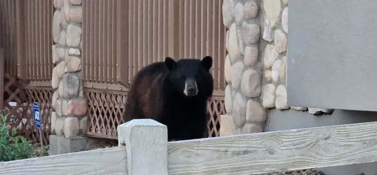 Bear spotted roaming a neighborhood in north Broomfield before leaving