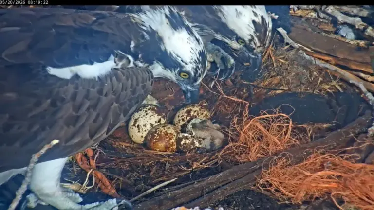Osprey chick hatches in Boulder County Fairgrounds nest