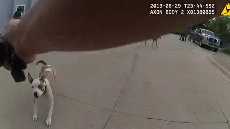 Loveland agrees to pay couple $675k after officer fatally shot their dog in 2019