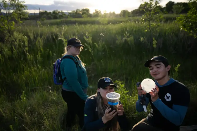 Colorado firefly conservationists hope lab-raised insects can solve population declines