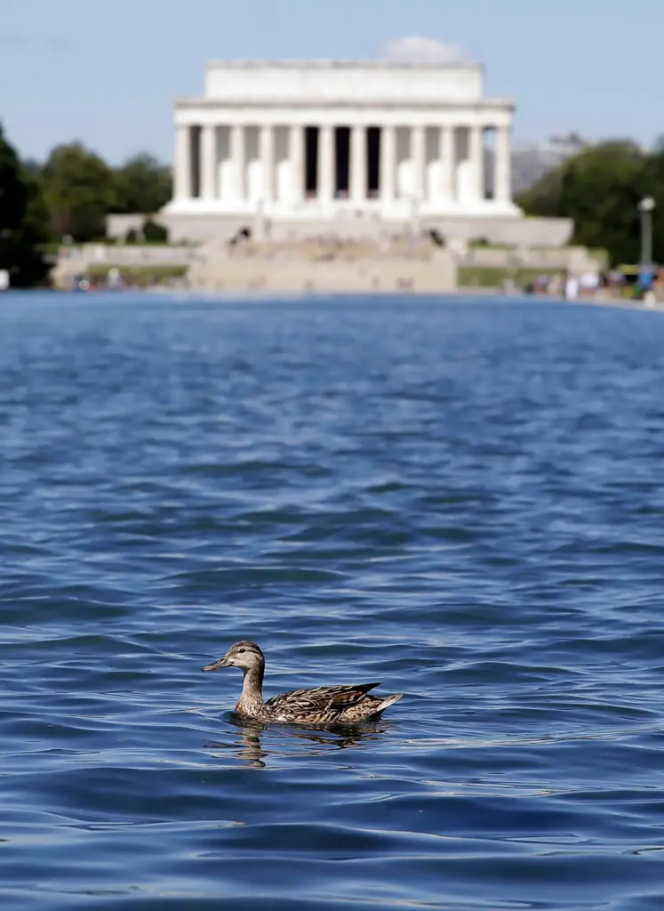 A duck swims across the Lincoln Memorial Reflecting Pool, Wednesday,...