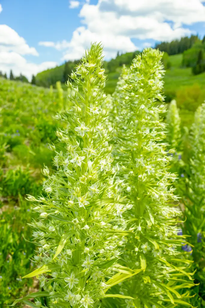 The Green Gentian, or Monument Plant, is experiencing a superbloom...