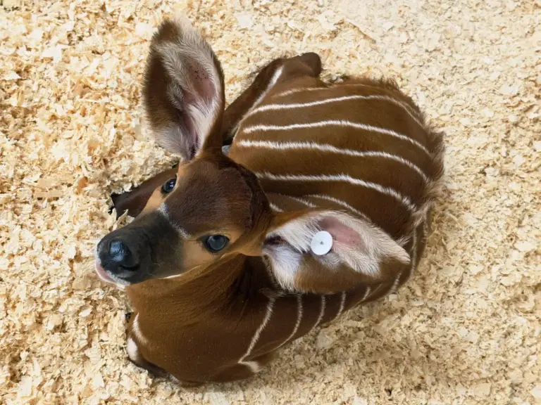 She’s all ears: Meet Frannie, the Denver Zoo’s baby bongo