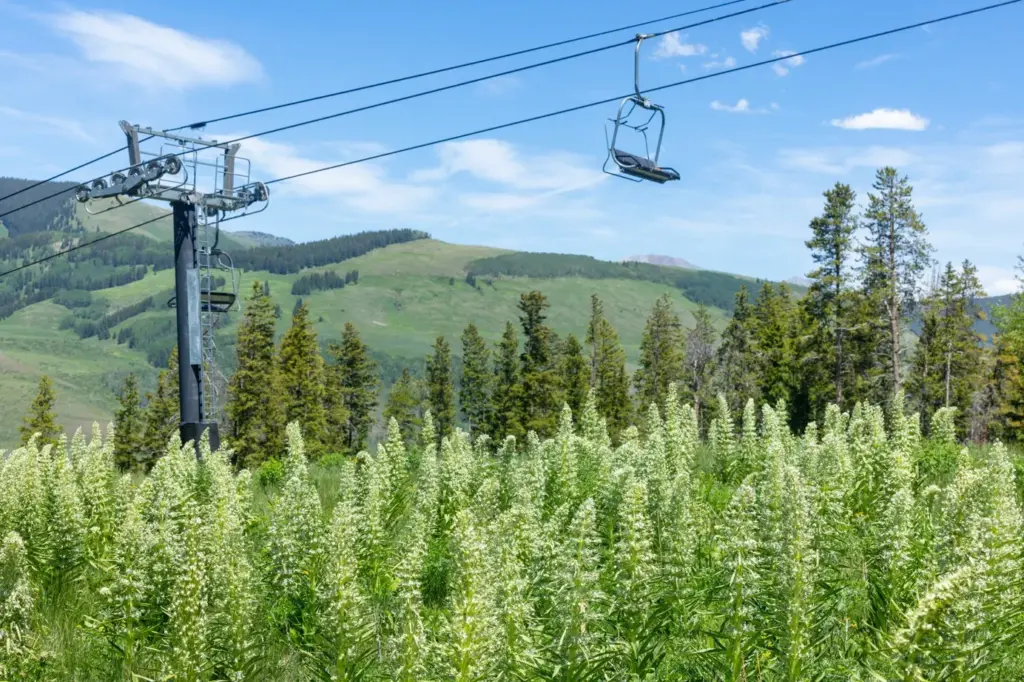 Crested Butte and the nearby Gothic ghost town are currently...