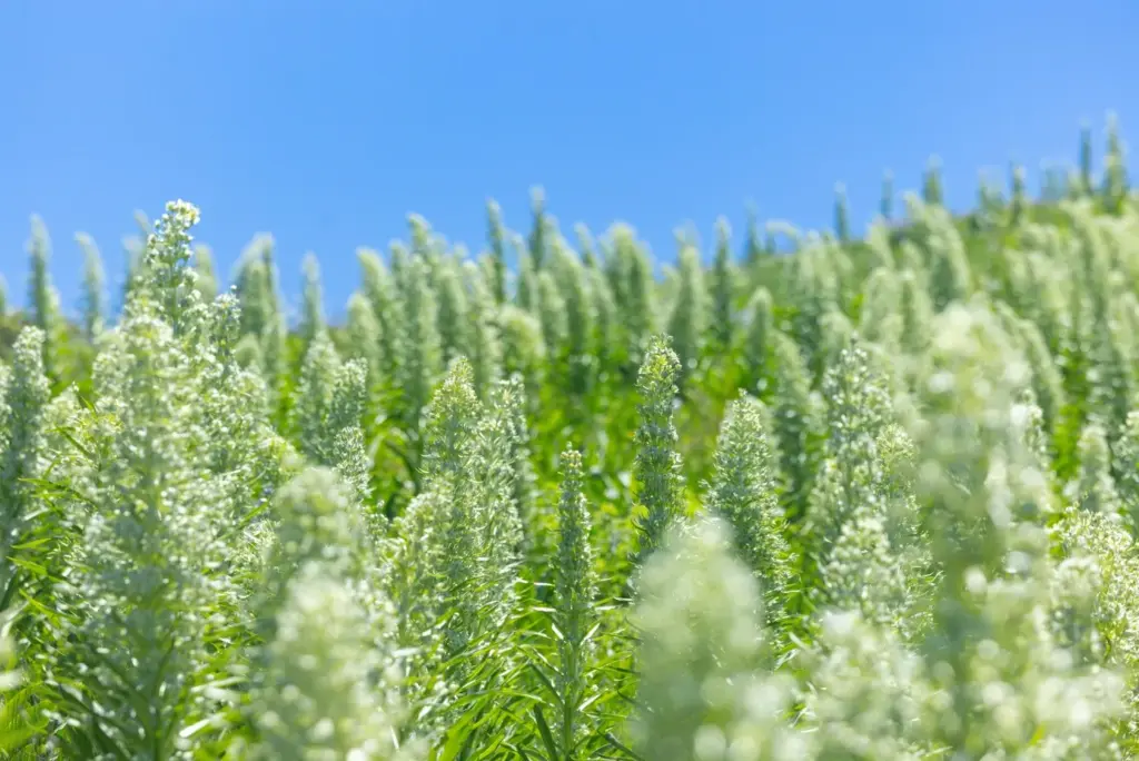 Green gentian superblooms happen four years after Colorado receives an...