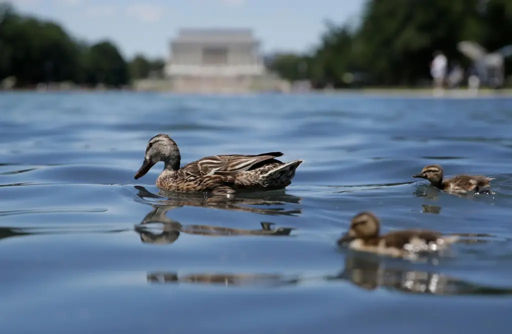 A duck and ducklings swim in the Lincoln Memorial Reflecting...