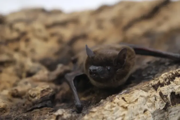 Don’t touch the bat! Jefferson County officials warn of rabies exposure