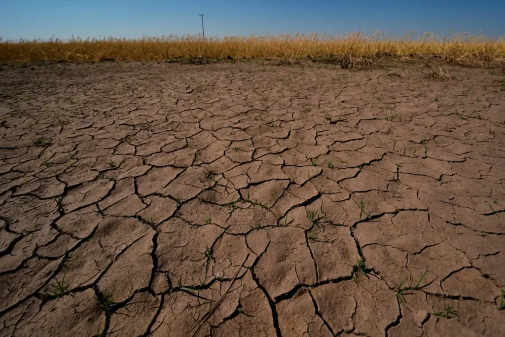 Drought-stressed wheat plants stand adjacent to parched ground in a field.