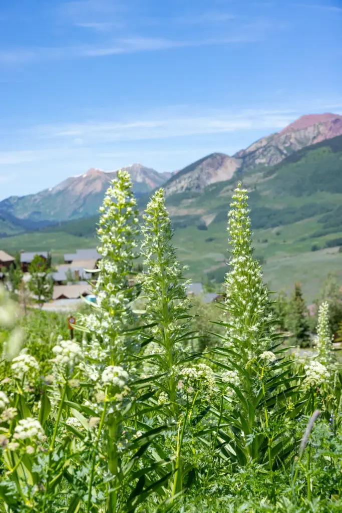 When a green gentian, or monument plant, blooms, it creates...