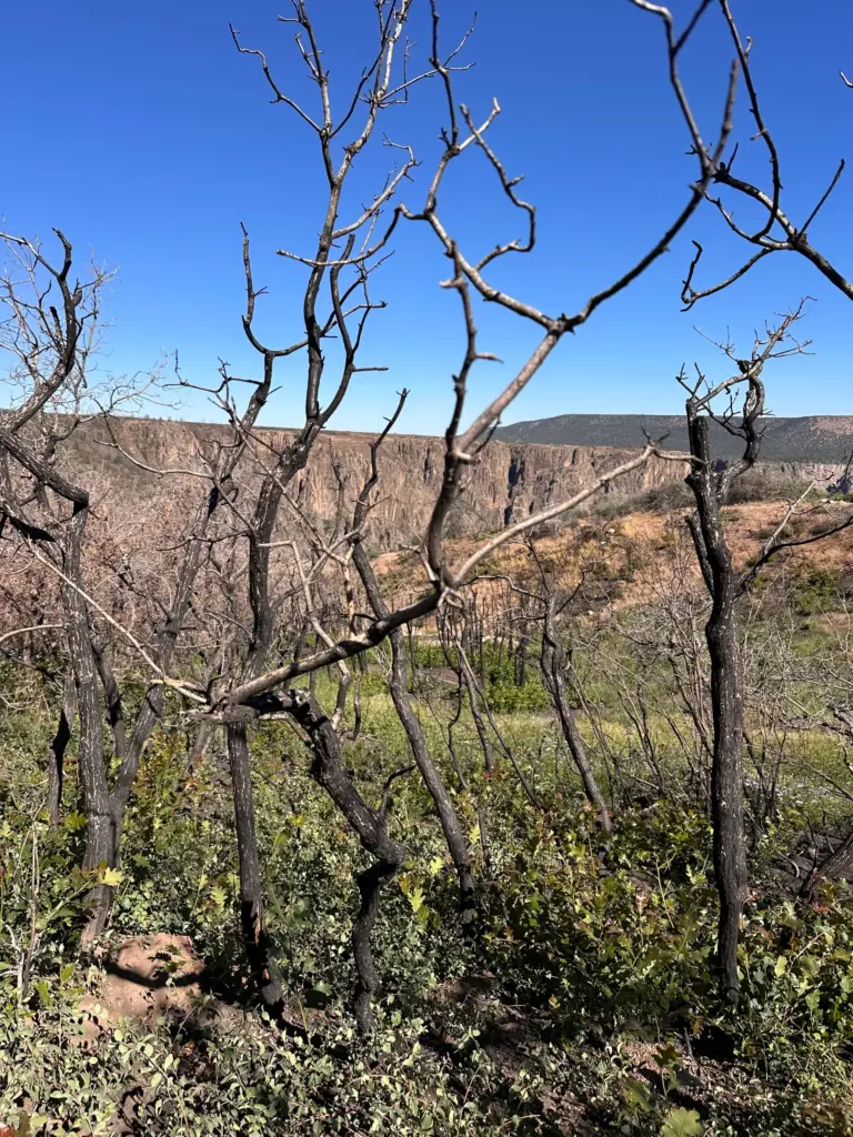 Despite damage from the 2025 South Rim Fire, new growth...