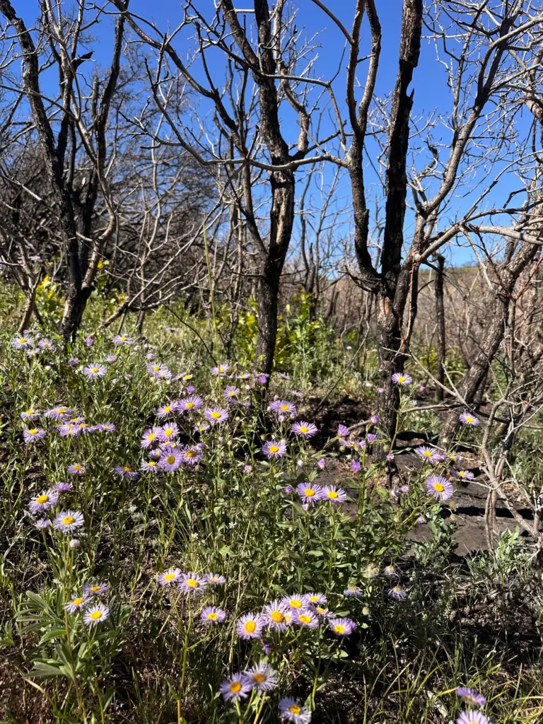Wildflower flourished at the Black Canyon of the Gunnison National...