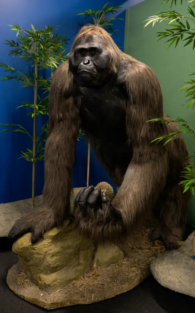 A model of the enormous ape, Gigantopithecus blacki, is seen...