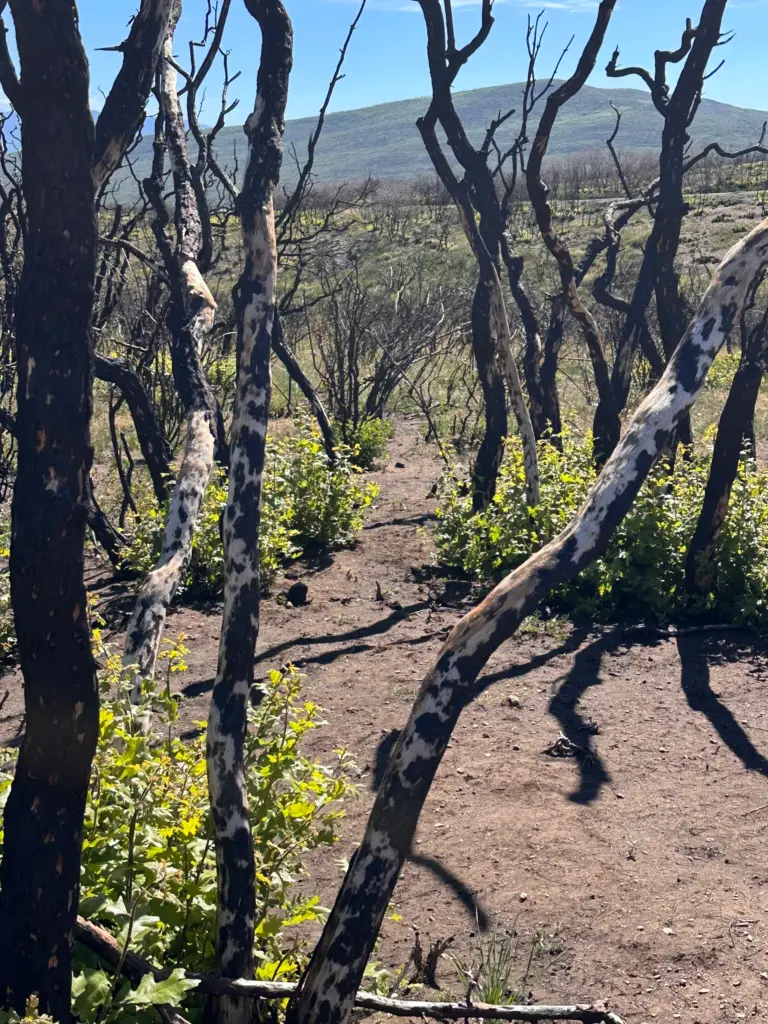 While the pine and juniper forests may take decades to...