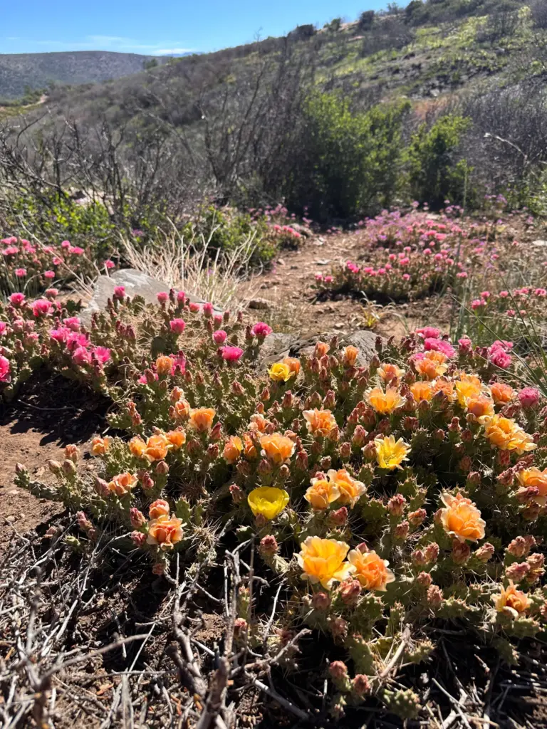 Cacti bloom at the Black Canyon of the Gunnison National...