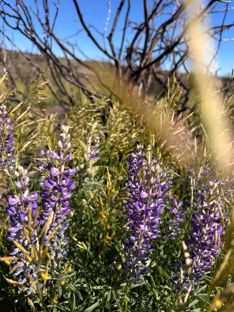 Lupines bloom at the Black Canyon of the Gunnison National...