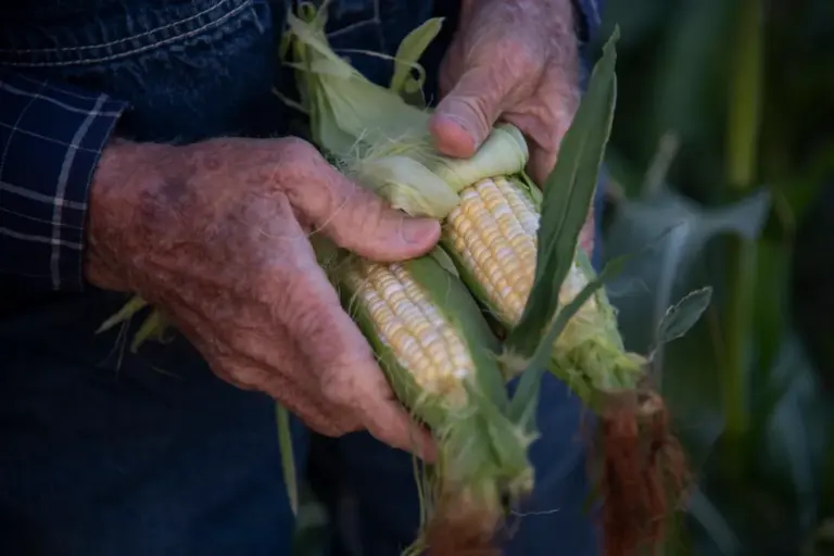 Olathe corn in short supply this summer as farmers cut back significantly