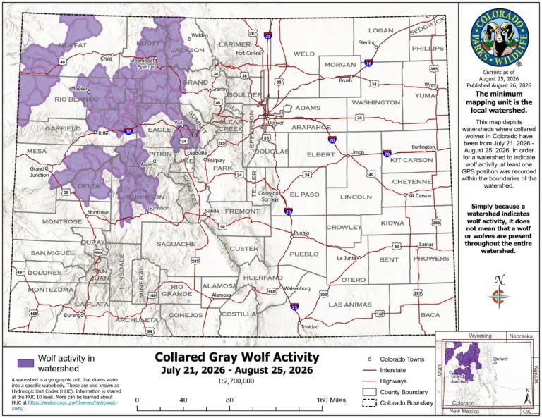 Colorado’s wolves stay in northwest part of the state, new map shows, even as pups begin to wander