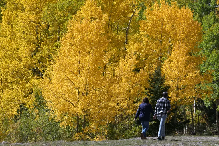 When will Colorado’s leaves turn gold this fall?