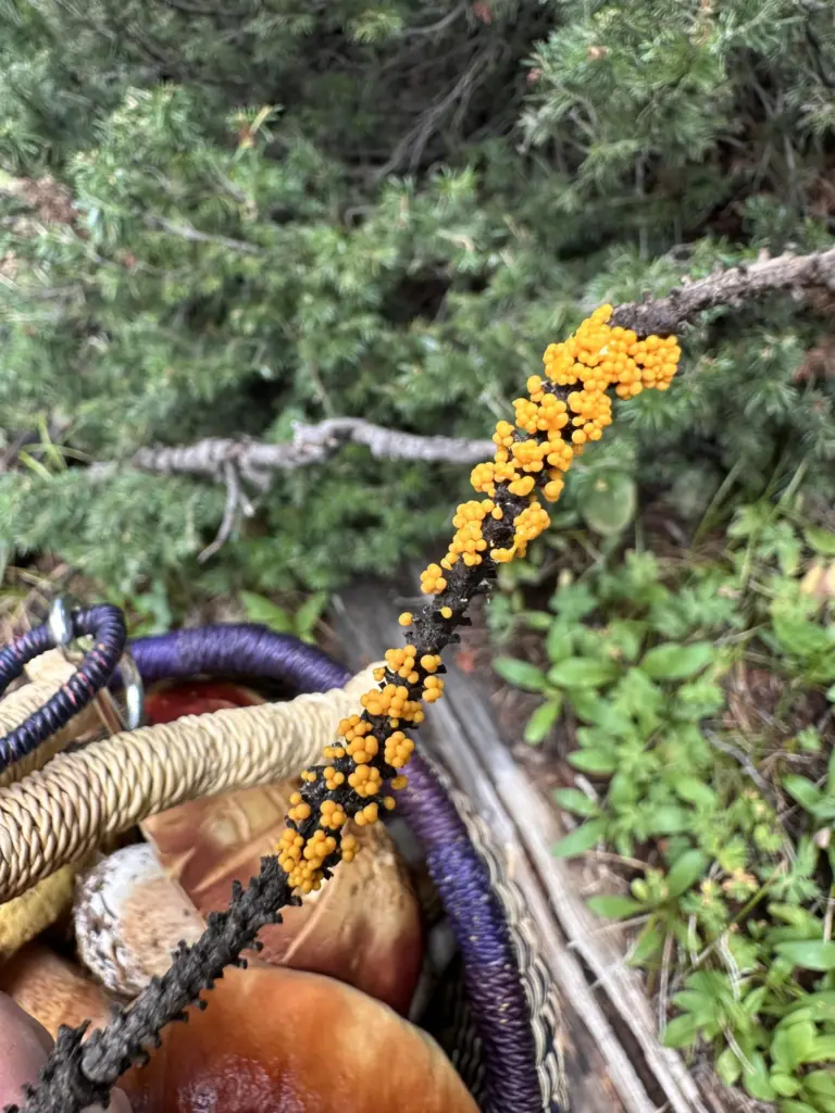 Slime mold, the bright orange object growing on a stick,...