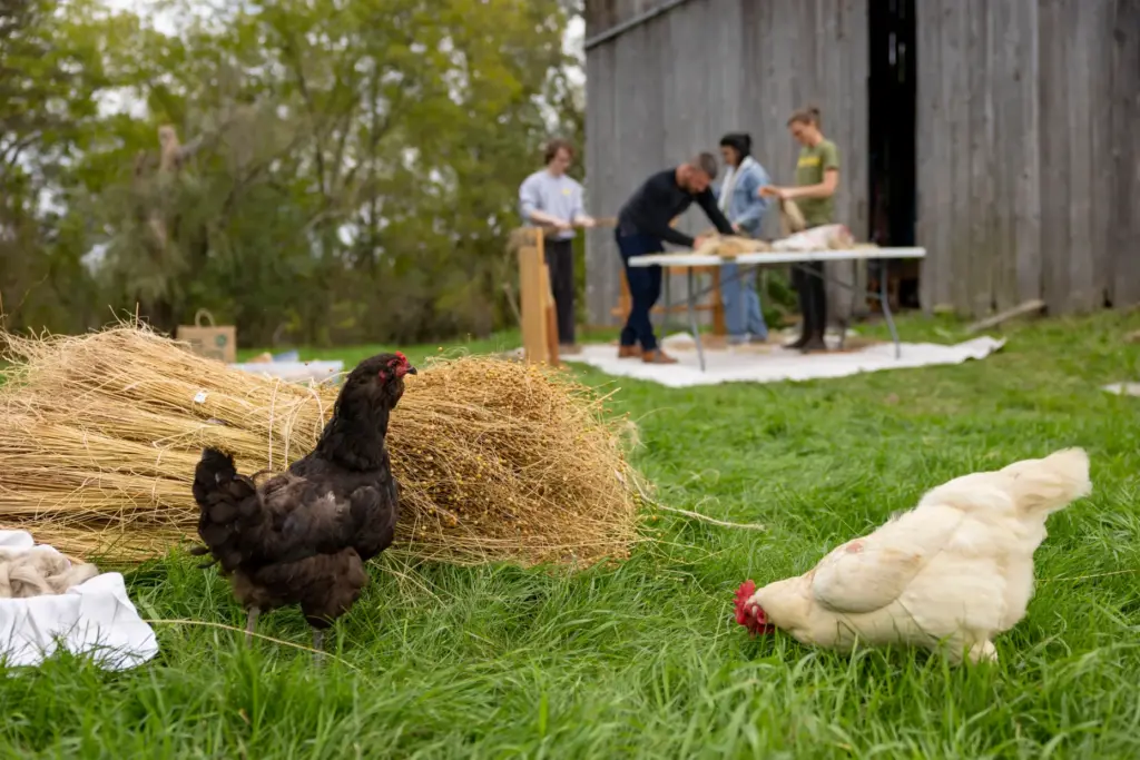 Chickens inspect some recently harvested flax straw while Melissa Duhaime...